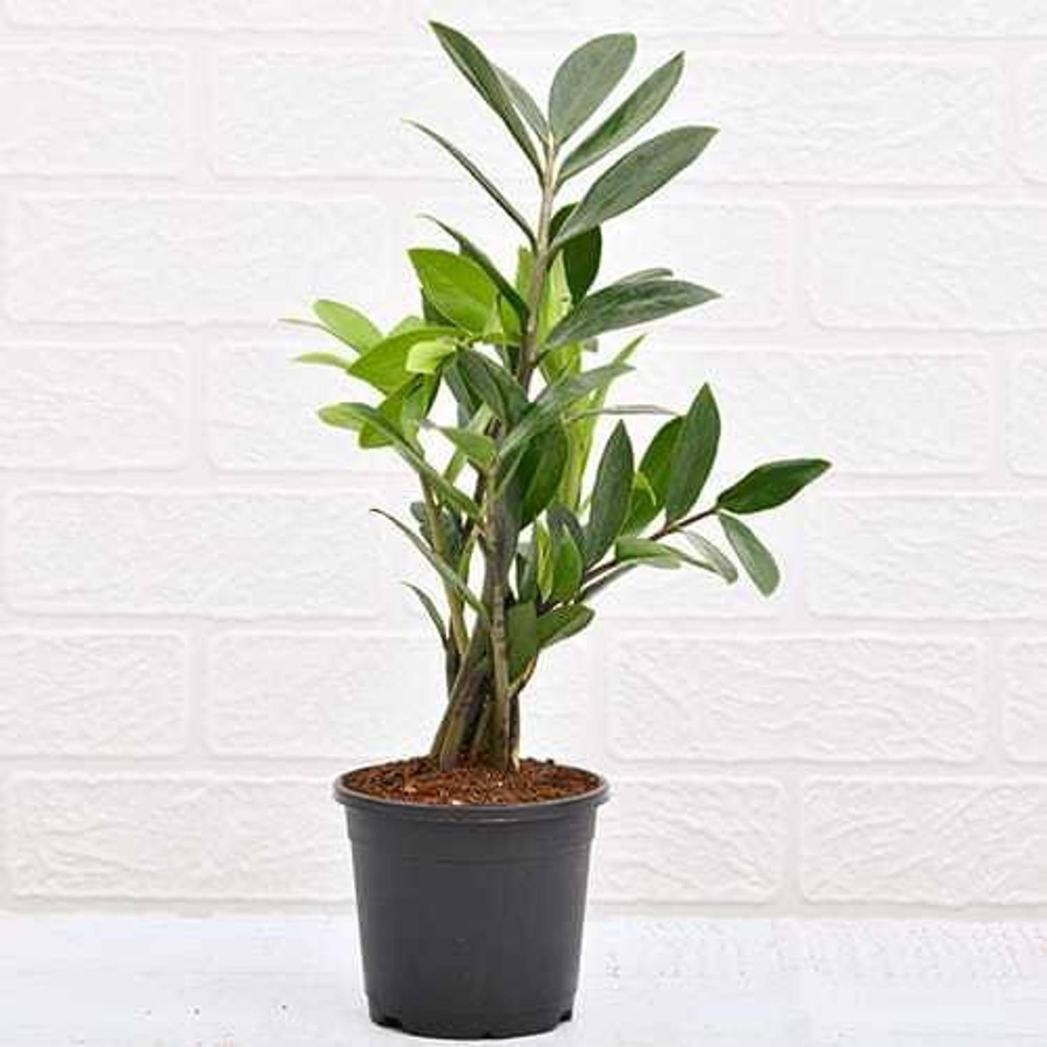Amazing Gurden ZZ Plant sapling