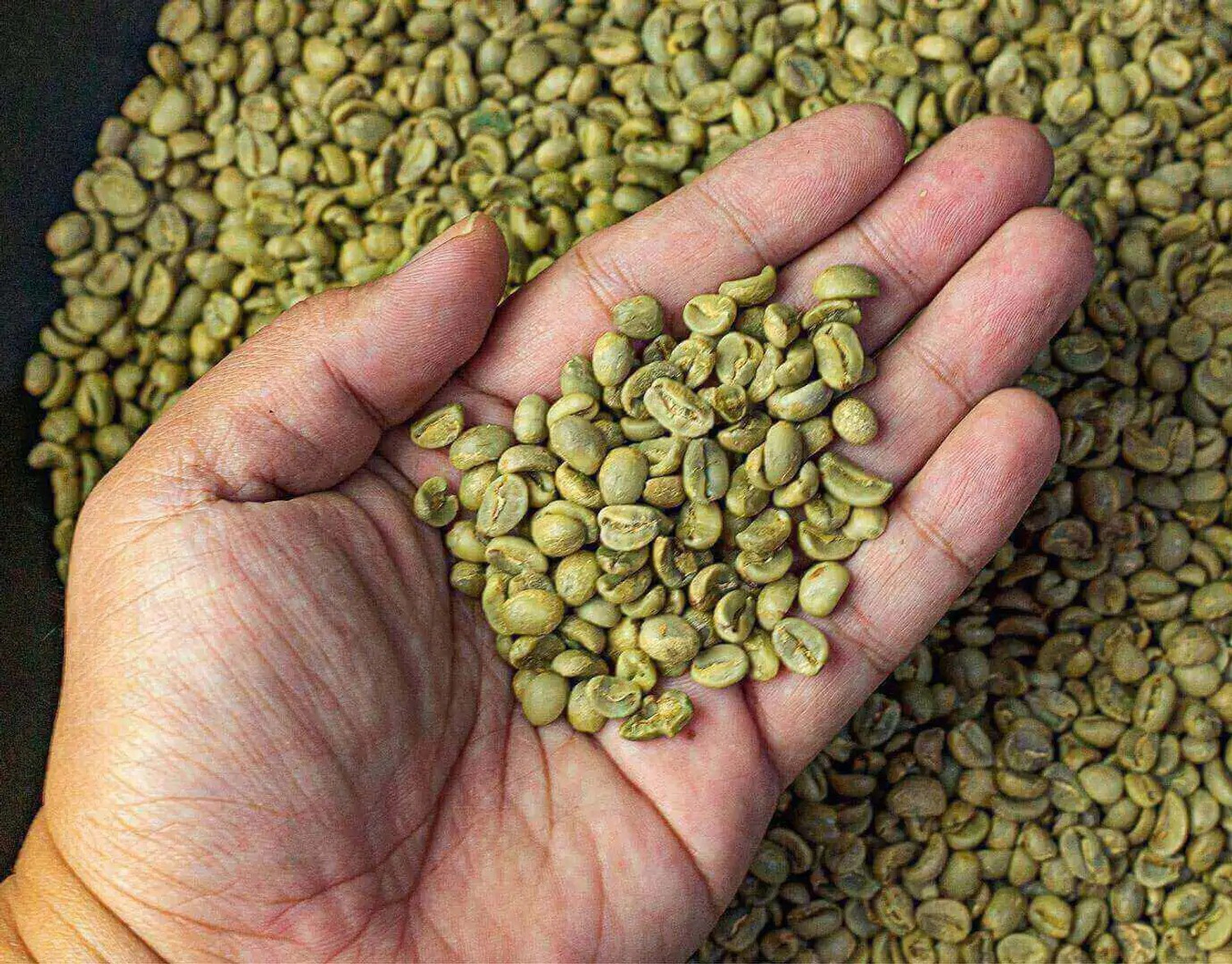 Image of Naturewise Organic Green Coffee Beans - 50 Gram | For Immunity Building and Weight Loss Coffee Beans