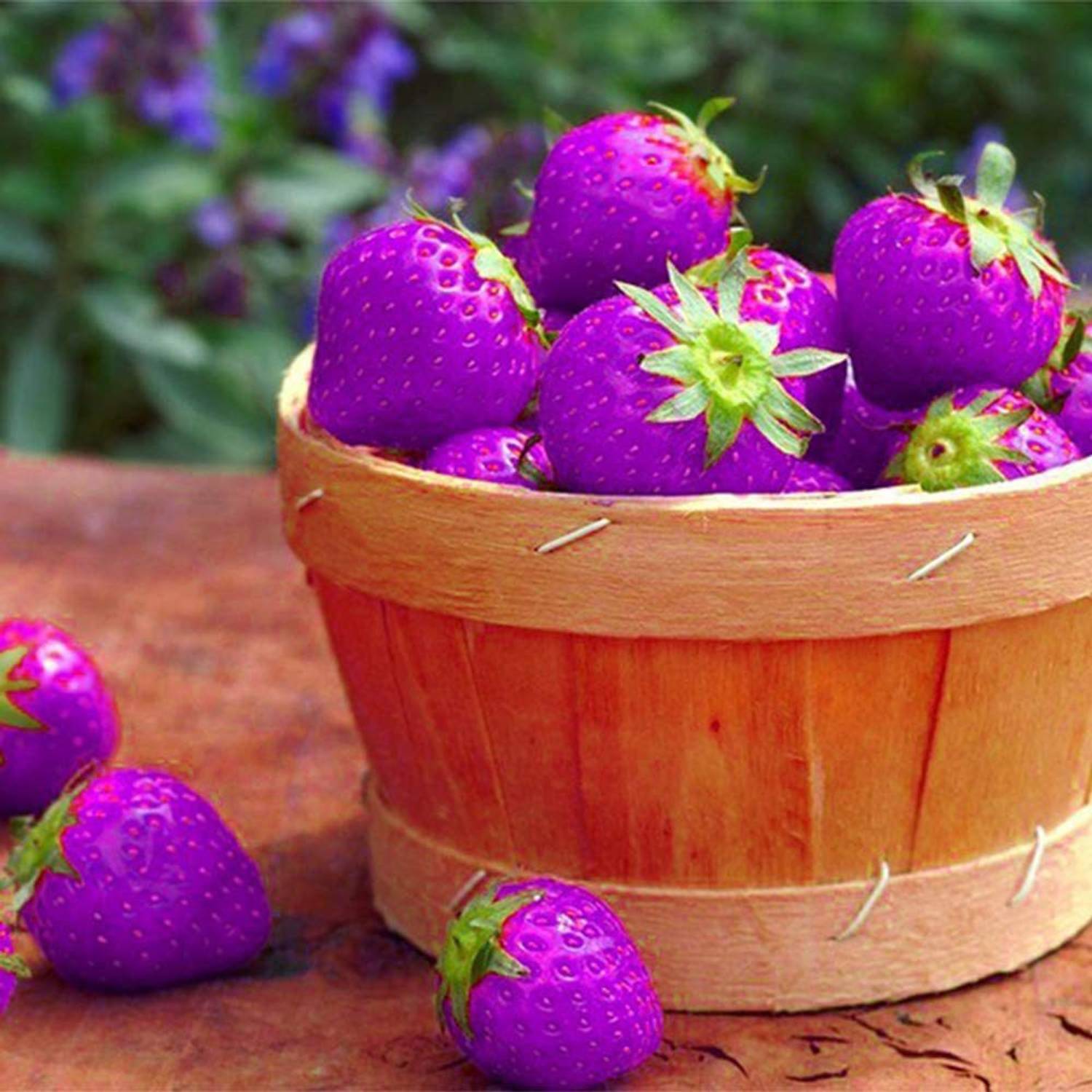 WILLVINE Purple Strawberry Seed Price in India - Buy WILLVINE