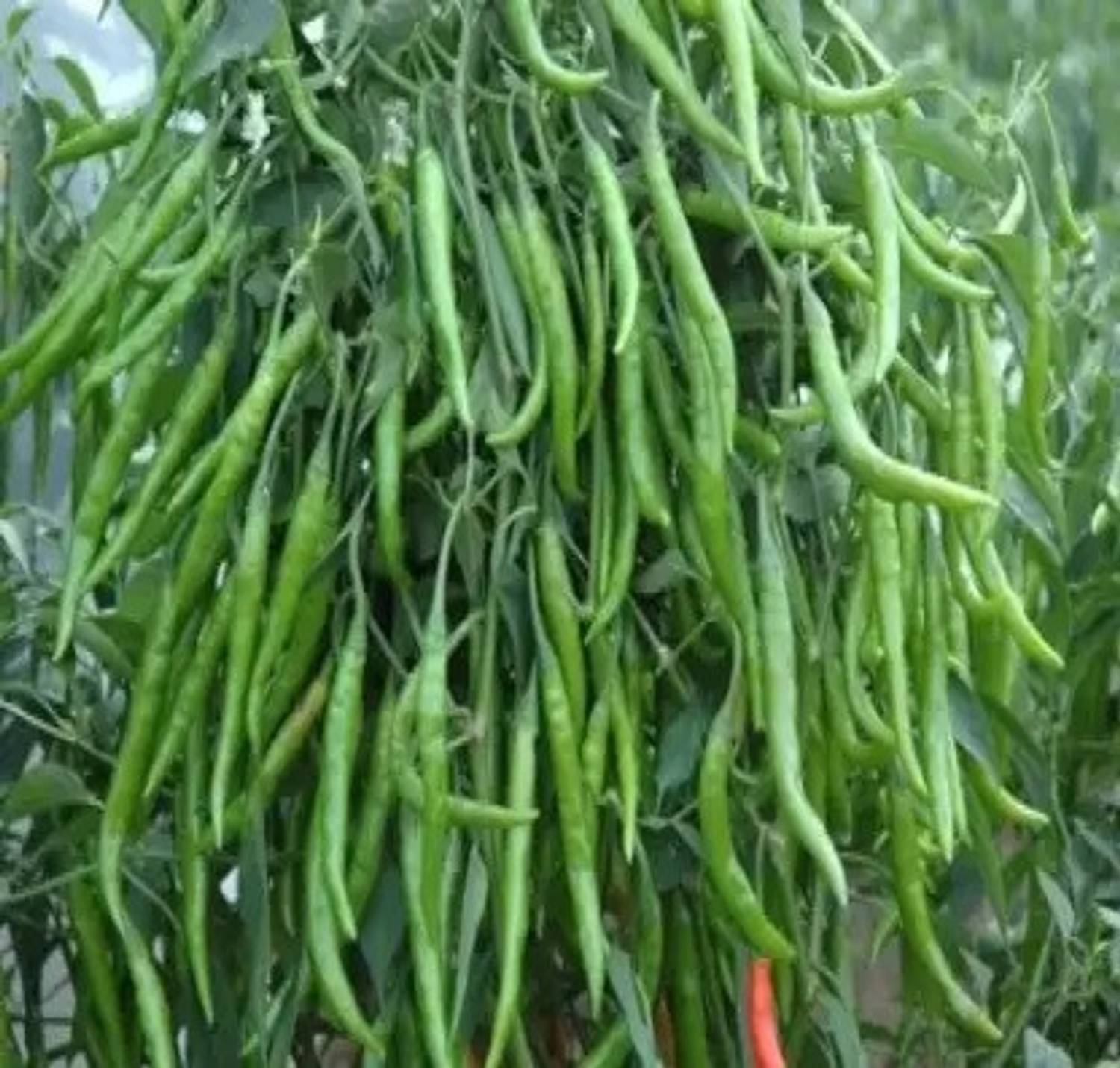 Brotherss Farm CW44 CHILLI MIRCHI HYBRID SEED Seed