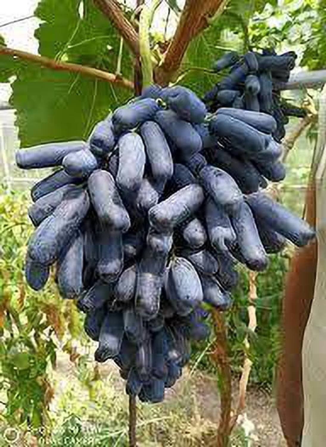 AquinnahGaden Grapes Plant  sapling