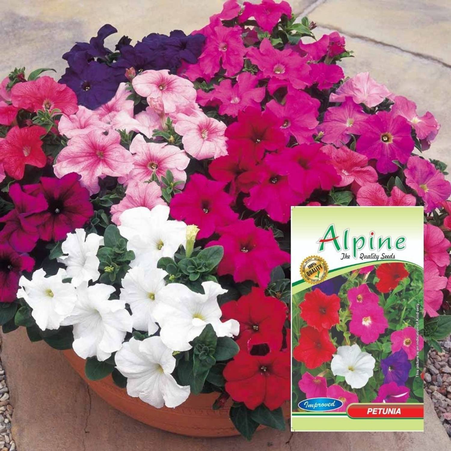 ALPINE HYBRID SEEDS PETUNIA MIX FLOWER SEEDS, FOR HOME AND BALCONY GARDENING Seed