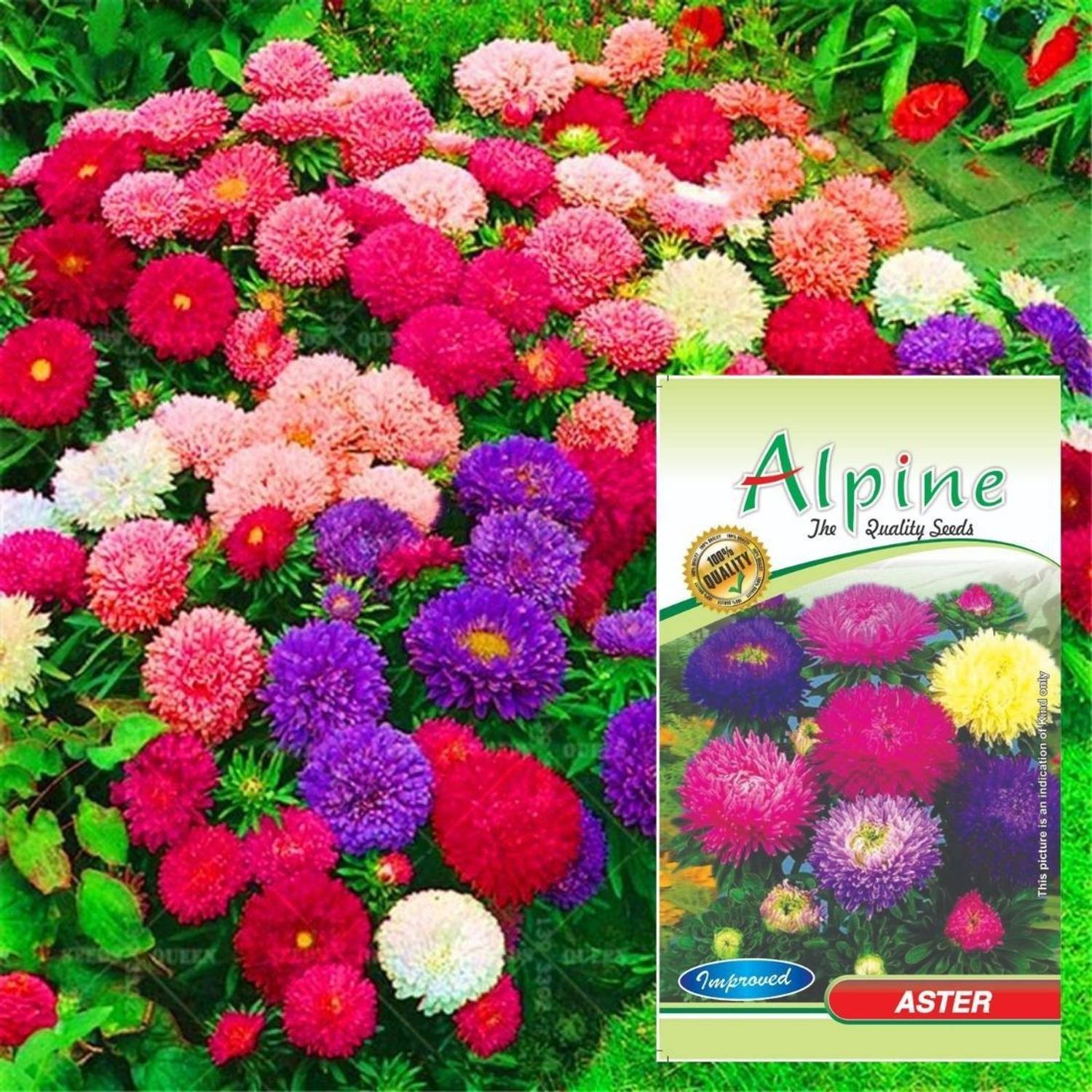 ALPINE HYBRID SEEDS Aster Dwarf Double Flower Seeds, Mix Colur aster Flower seeds Per/Pack 50-70 seeds Seed