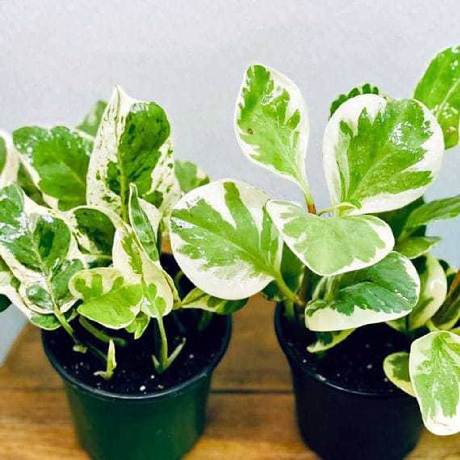 Amazing Gurden White Money Plant sapling
