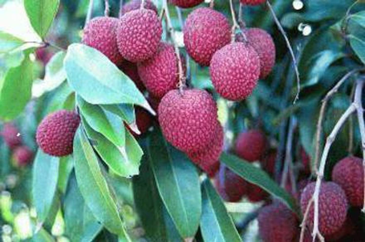 Ariya Litchi Plant sapling