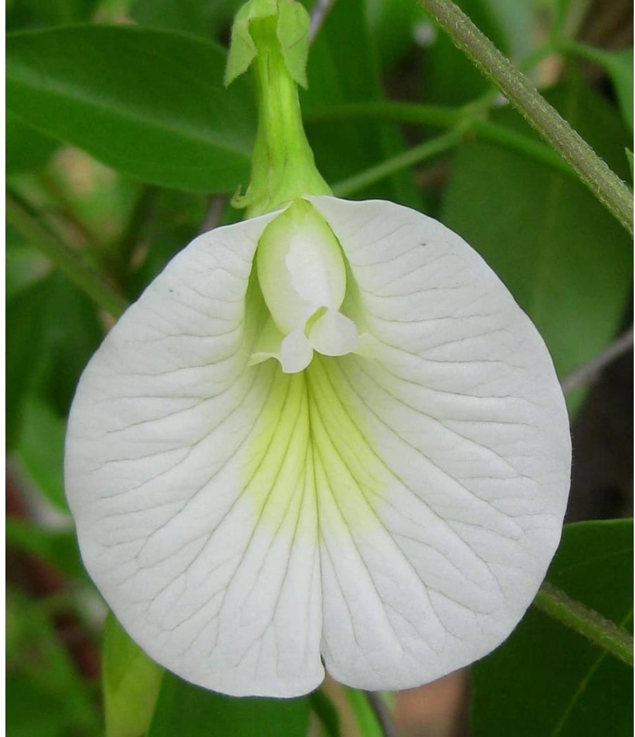 Beej Wala WHITE APARAJITA Seed