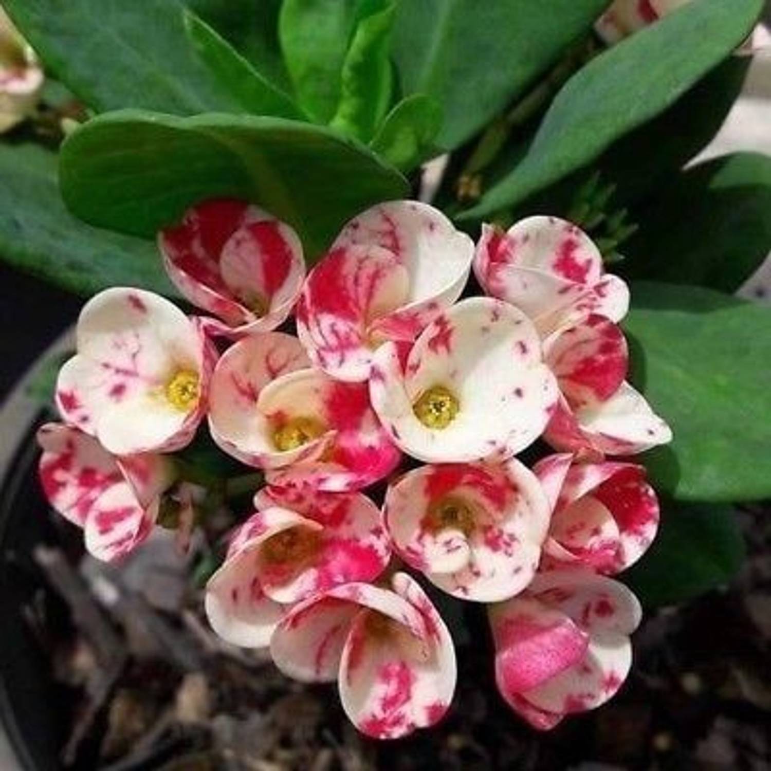 AquinnahGaden Euphorbia Plant sapling