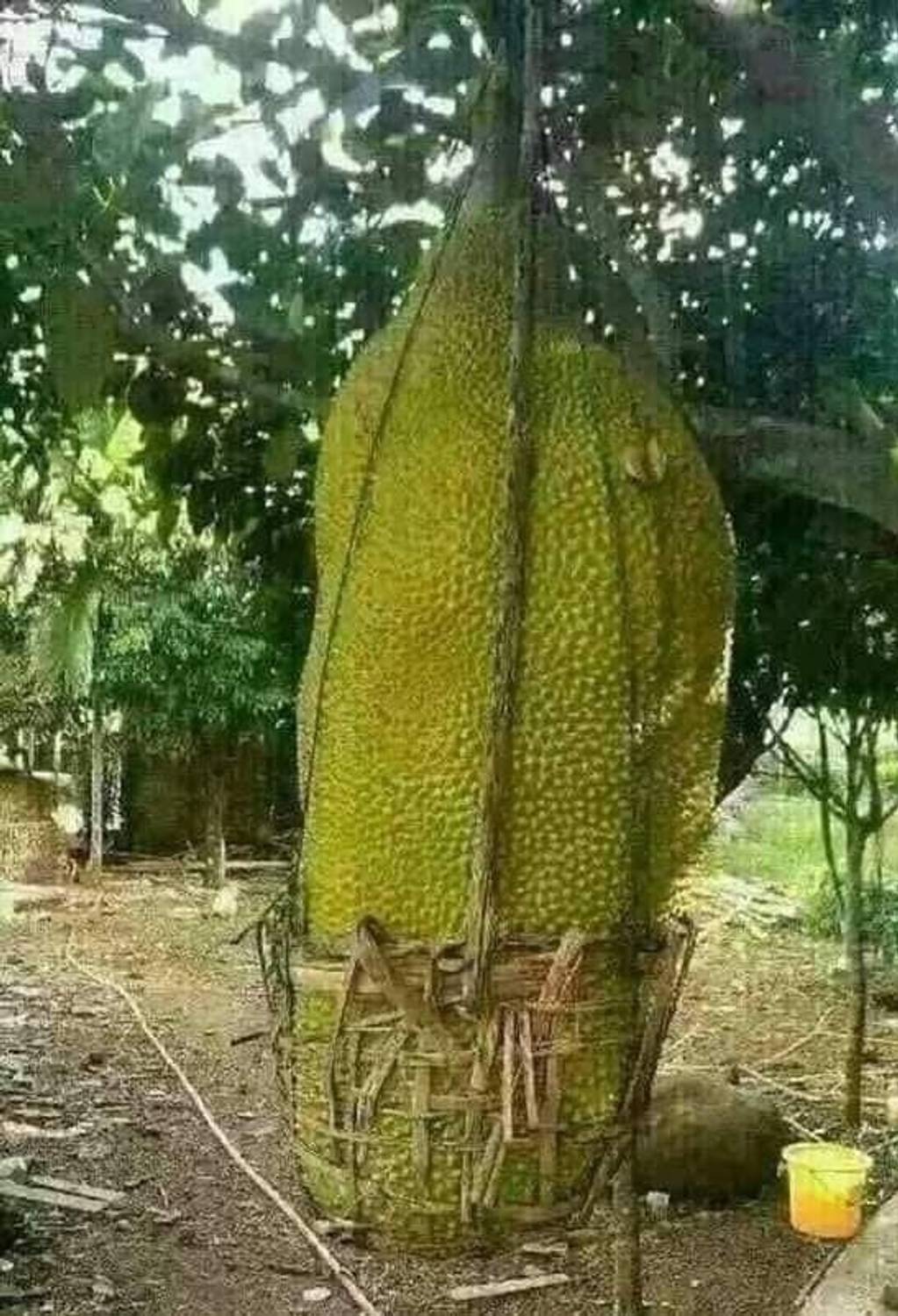 AquinnahGaden Jackfruit Plant  sapling