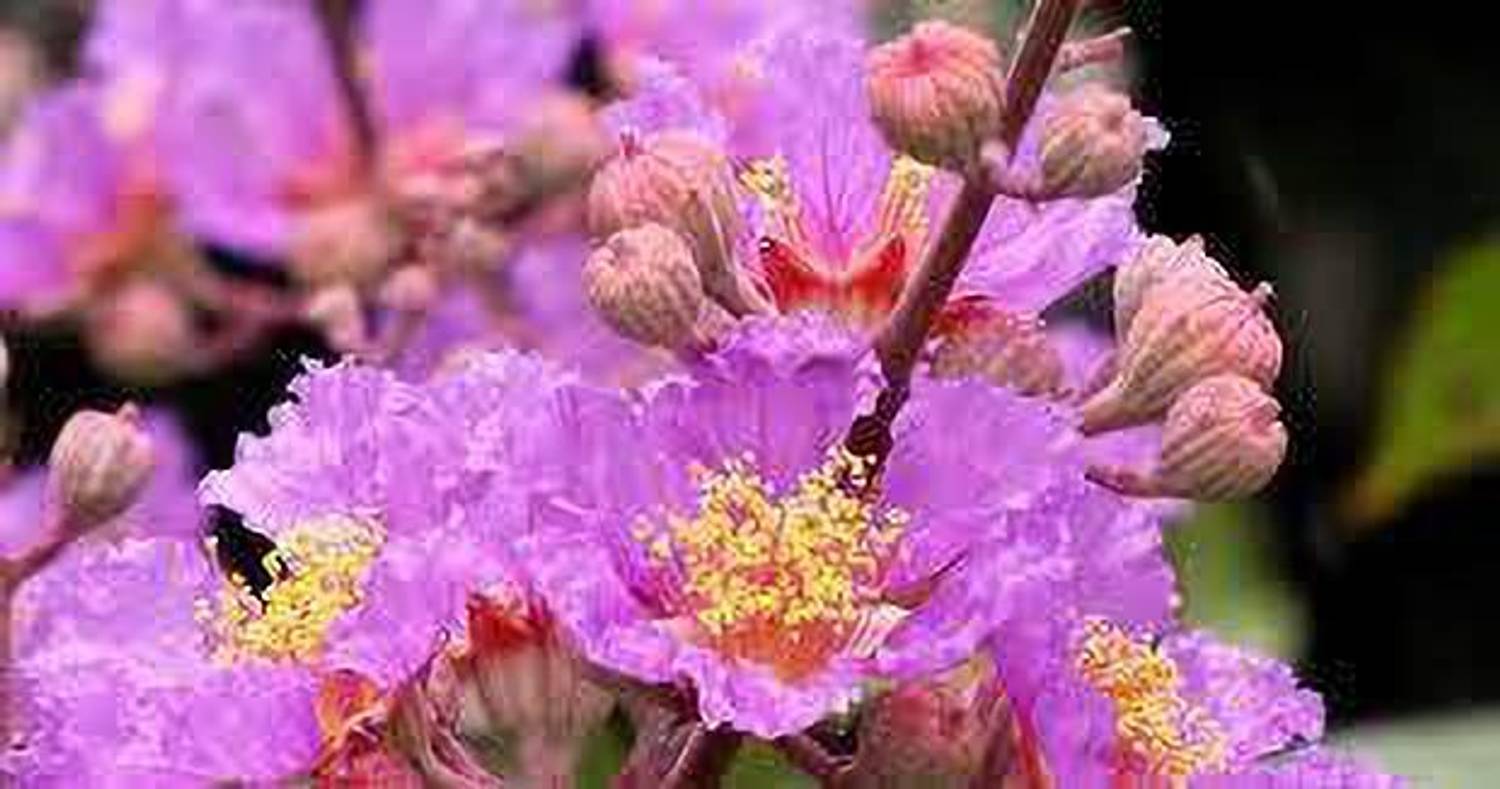 Oxygreenplant ZZ Plant Price in India - Buy Oxygreenplant ZZ Plant