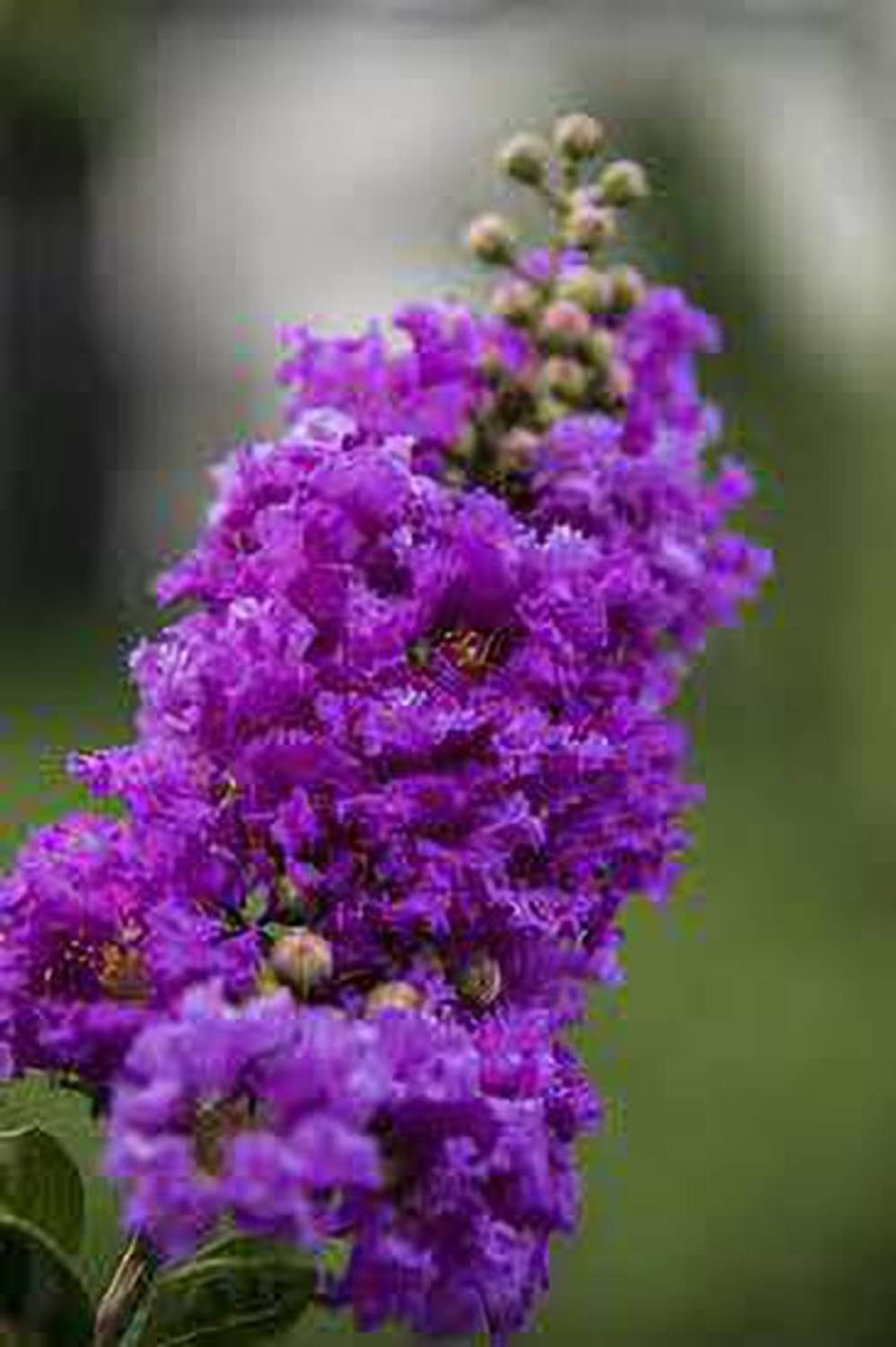 花 Rebirth Oxygreenplant ZZ Plant Price in India - Buy Oxygreenplant ZZ Plant