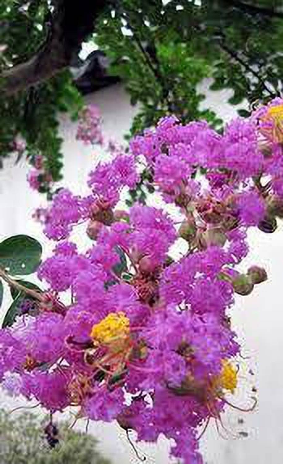 Oxygreenplant ZZ Plant Price in India - Buy Oxygreenplant ZZ Plant