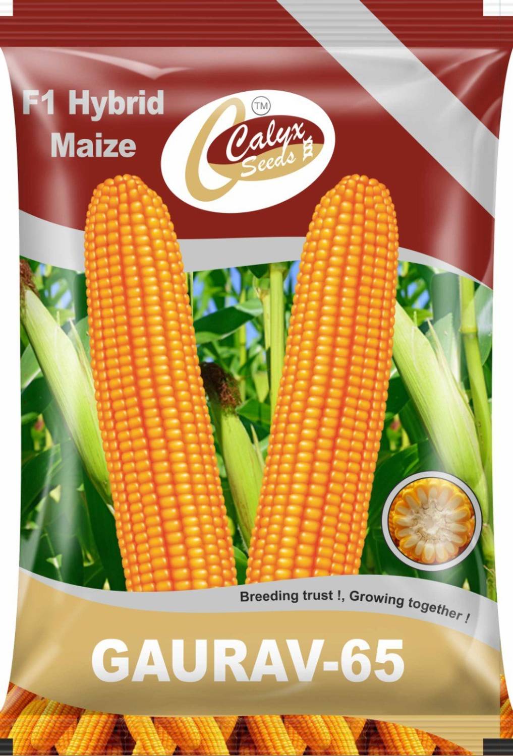 4-calyx-f1-hybrid-maize-gaurav