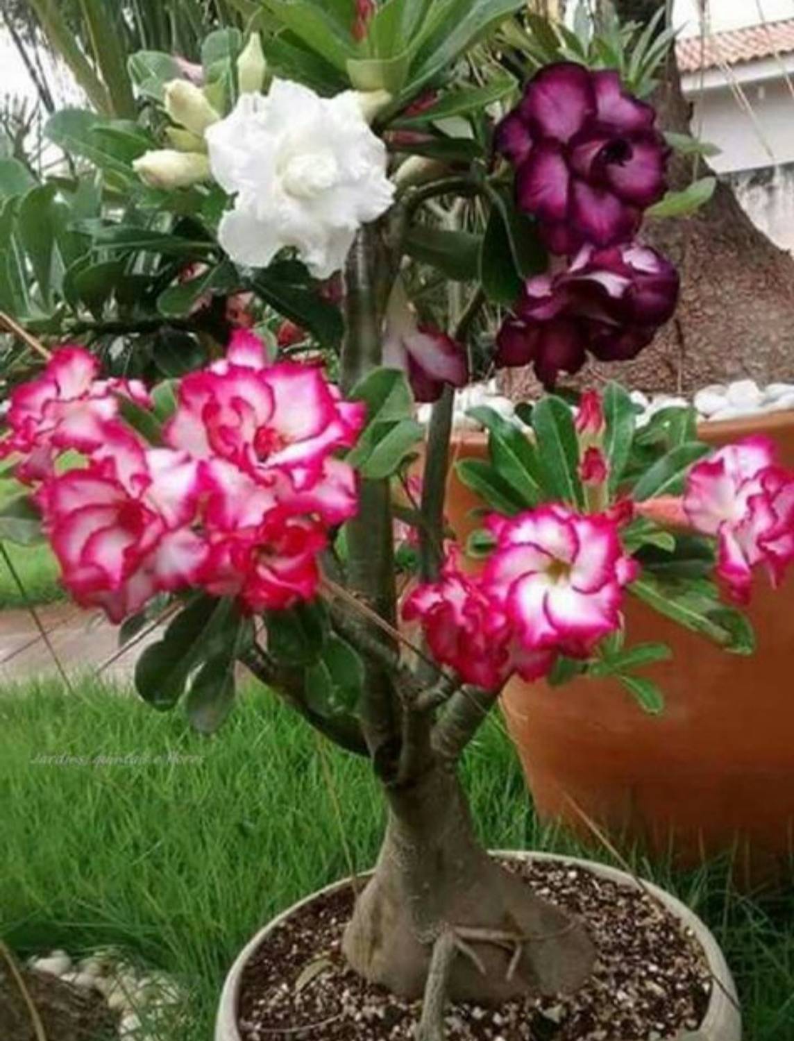 adenium Adenium Plant  sapling