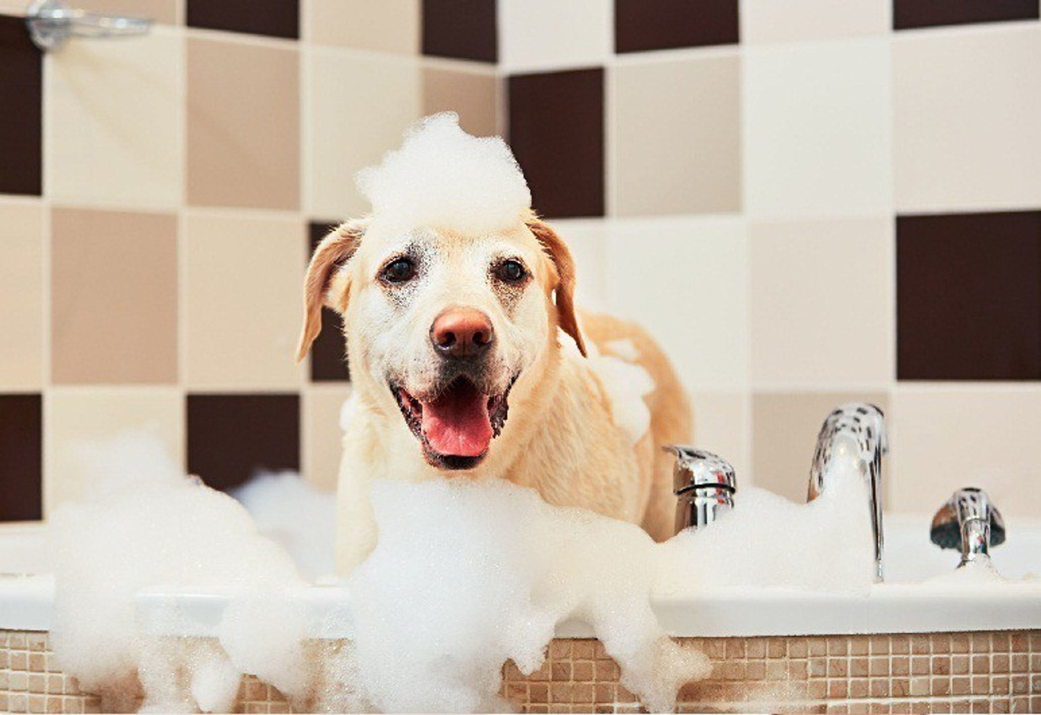Image of Breedo (Combo of 3) Dog Deshedding Shampoo + Flea-Tick Shampoo + Deodorant Spray Allergy Relief, Conditioning, Anti-fungal, Anti-microbial, Anti-itching, Anti-dandruff Natural Dog Shampoo