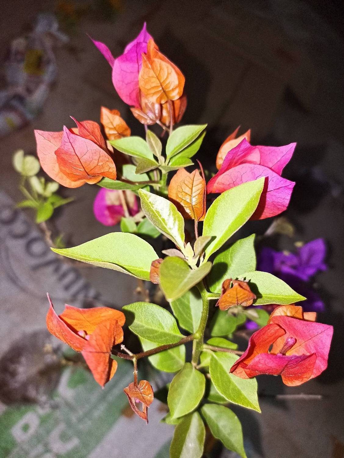 Bougainveillea single Bougainvillea Plant sapling