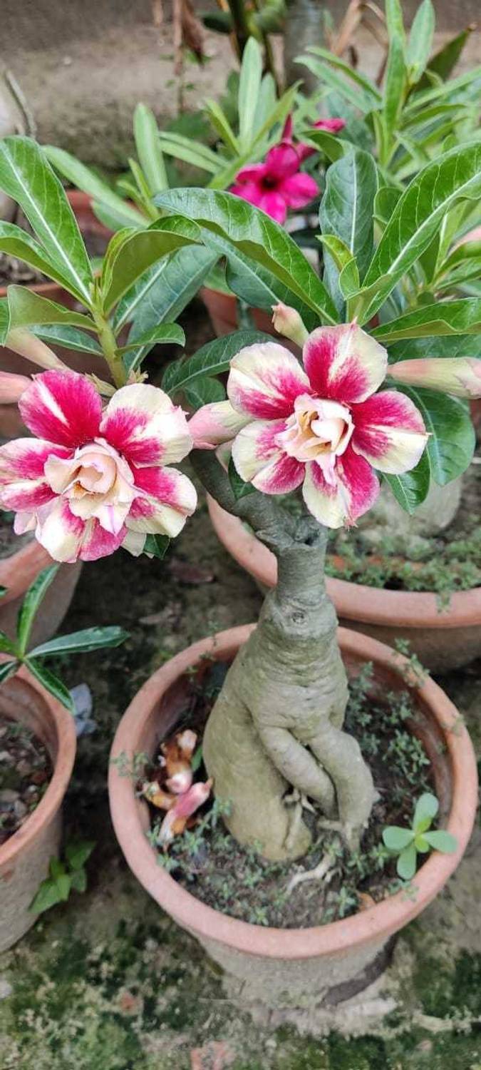 adenium Adenium Plant  sapling