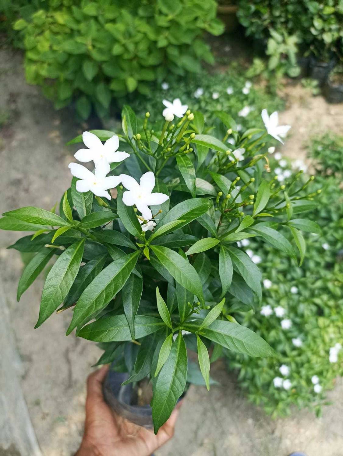 no-annual-yes-kori-1-jasmine-