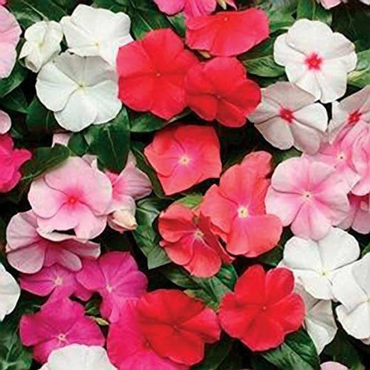Beej Wala Vinca/Sadabahar (Mix) Flower Seeds for Summer Gardening Combo Seeds (50) Seed