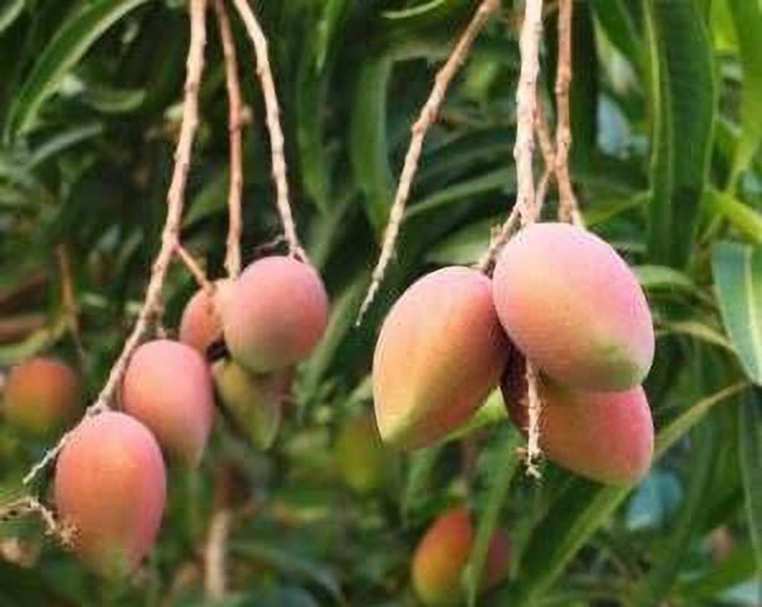 Amrapali Grafted Mango Plant sapling