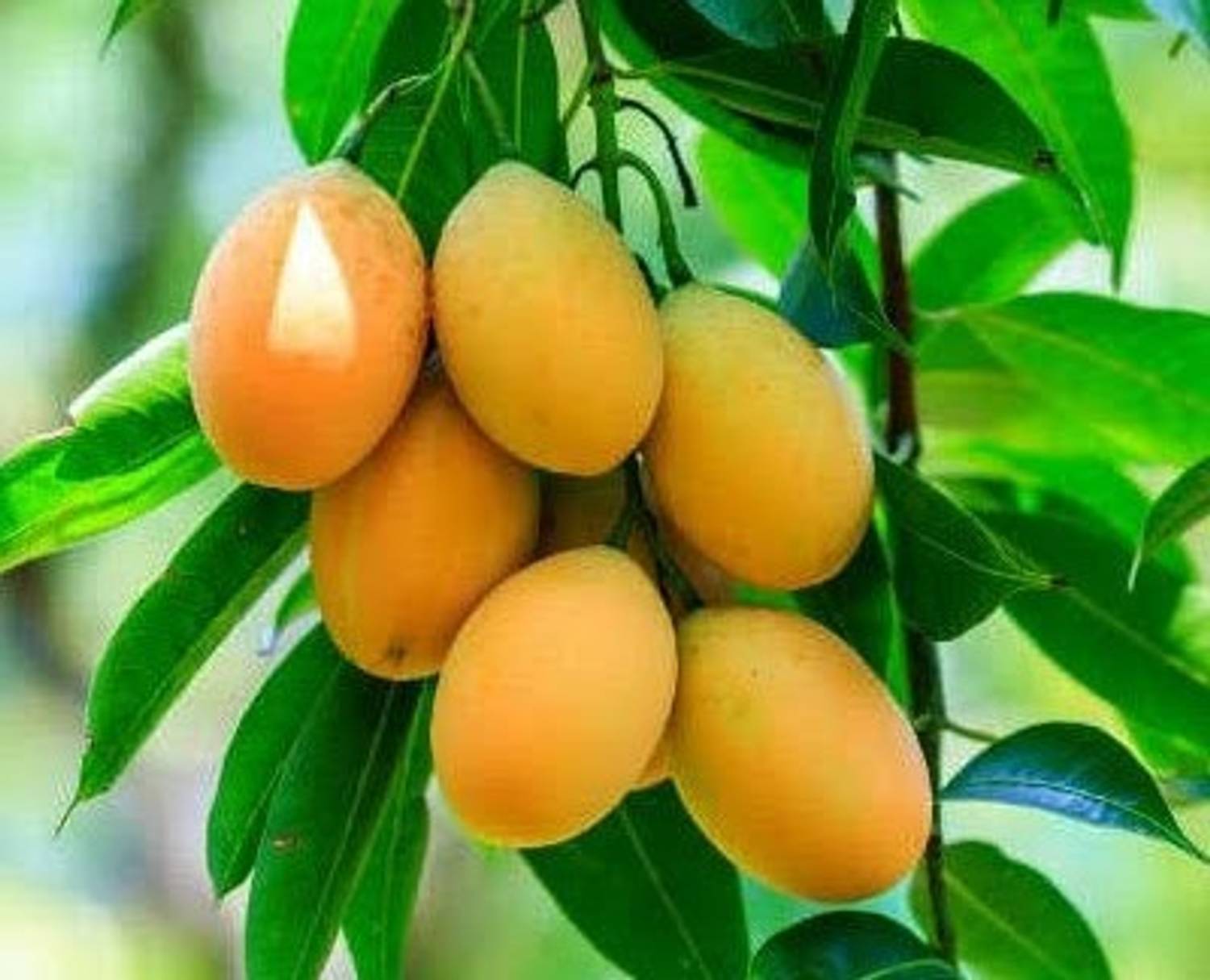Amrapali Grafted Mango Plant sapling