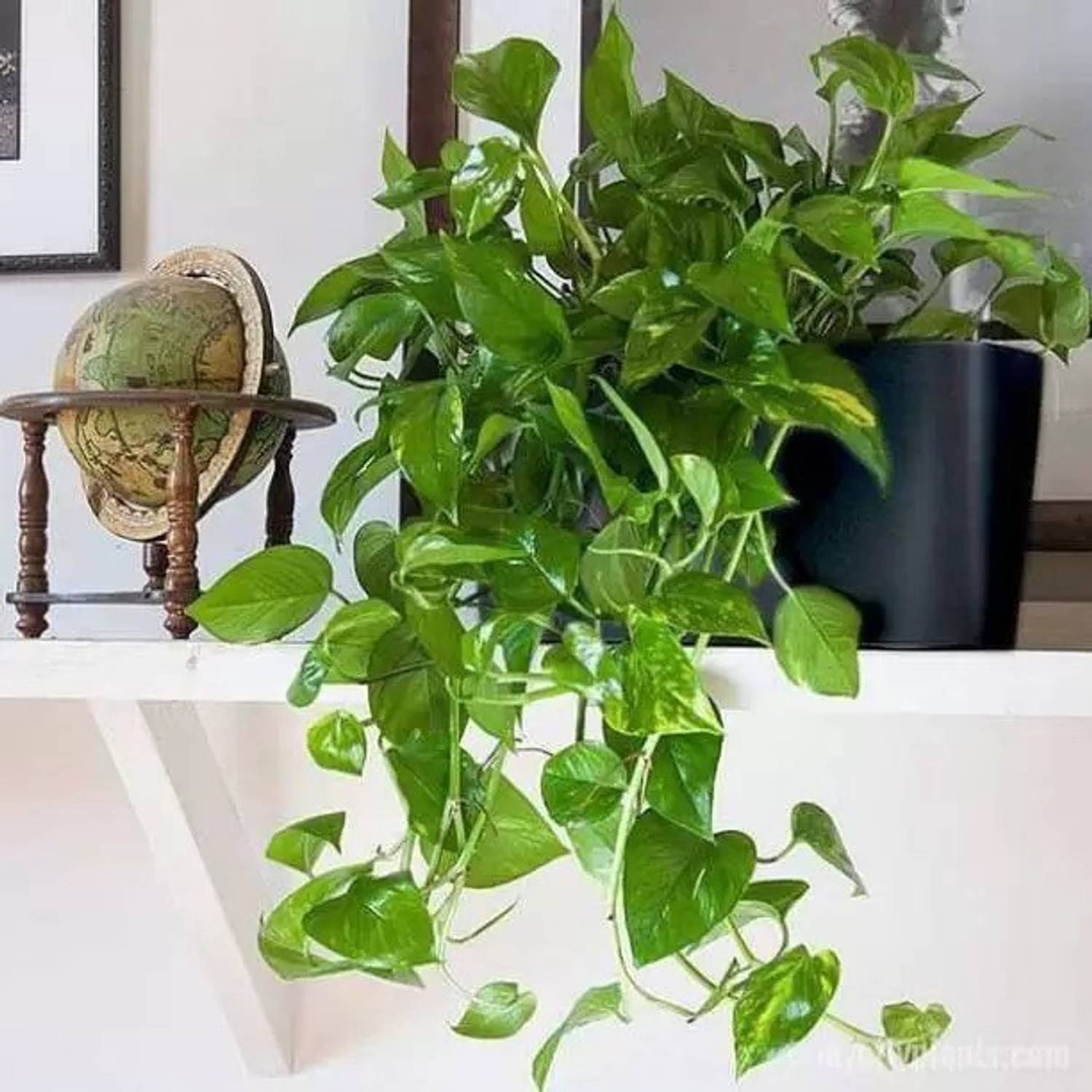 AquinnahGaden Money Plant  sapling