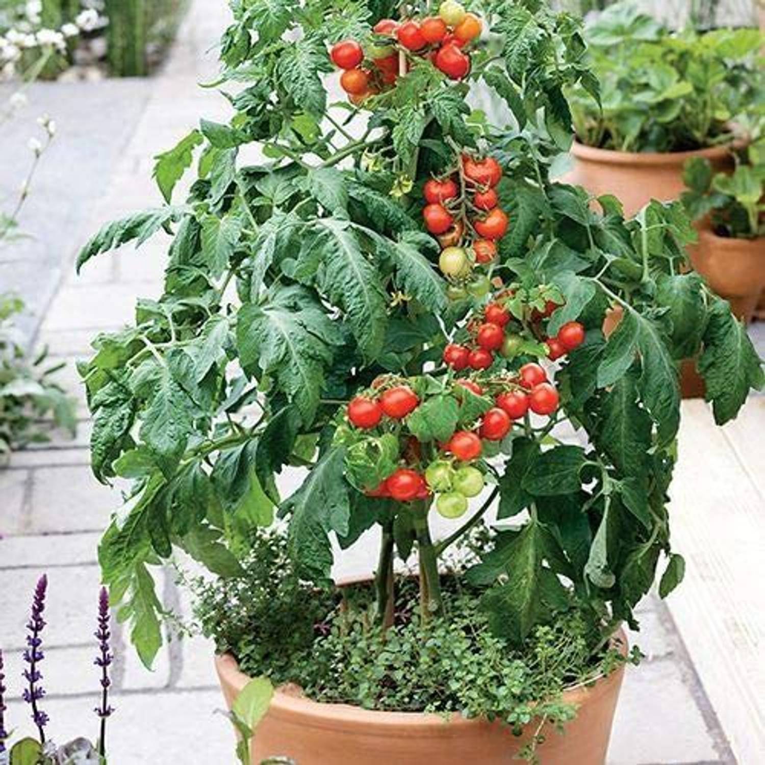 WILLVINE XL-564 Patio Choice Red Tomato Seeds-250 Seeds Seed Price