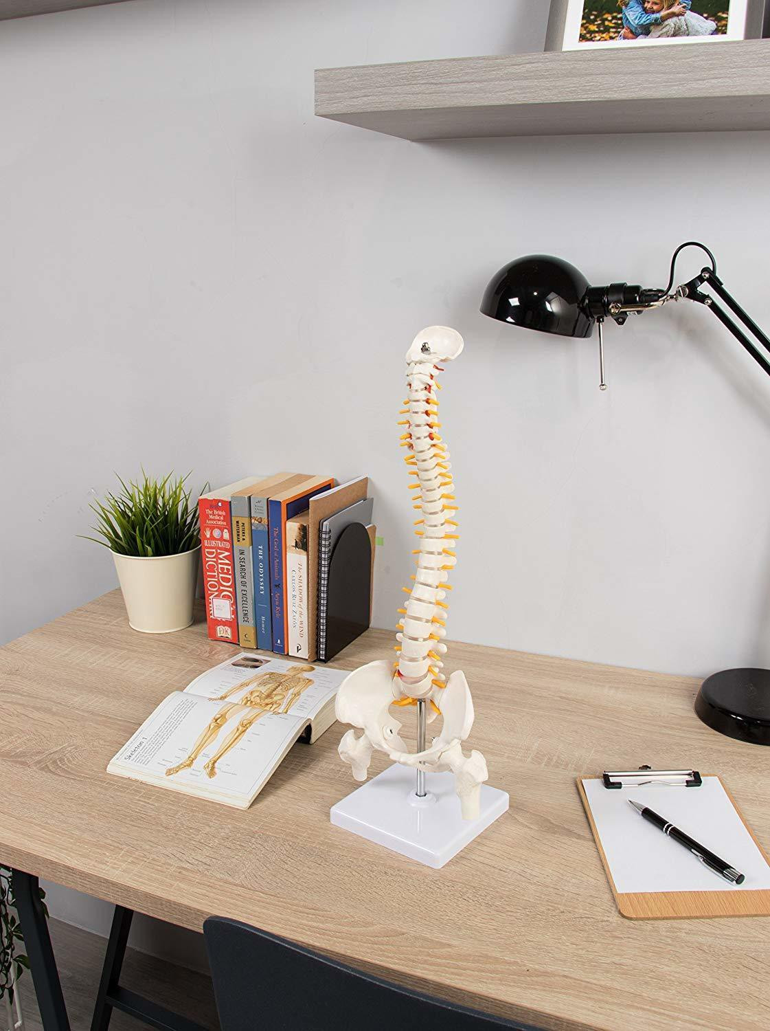 Image of MYASKRO Spine Model for Chiropractor Tall Human Vertebral Column Anatomy,Osteopath21inch Anatomical Body Model