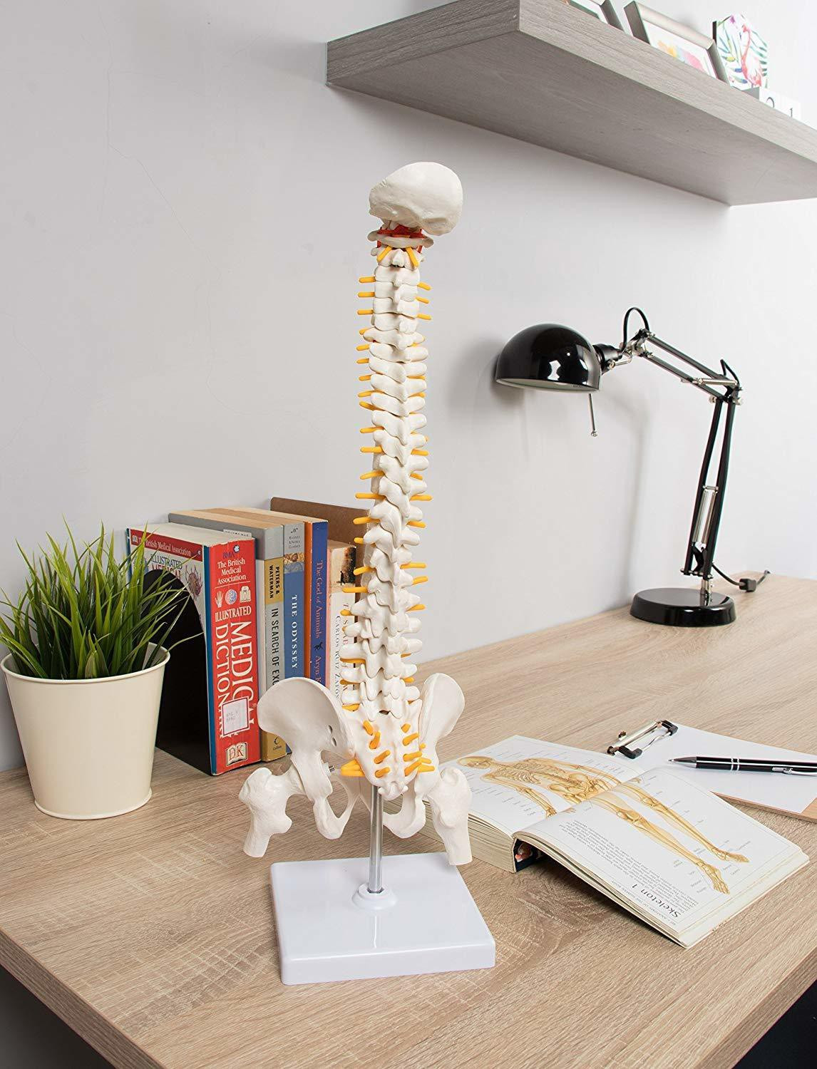 Image of MYASKRO Spine Model for Chiropractor Tall Human Vertebral Column Anatomy,Osteopath21inch Anatomical Body Model