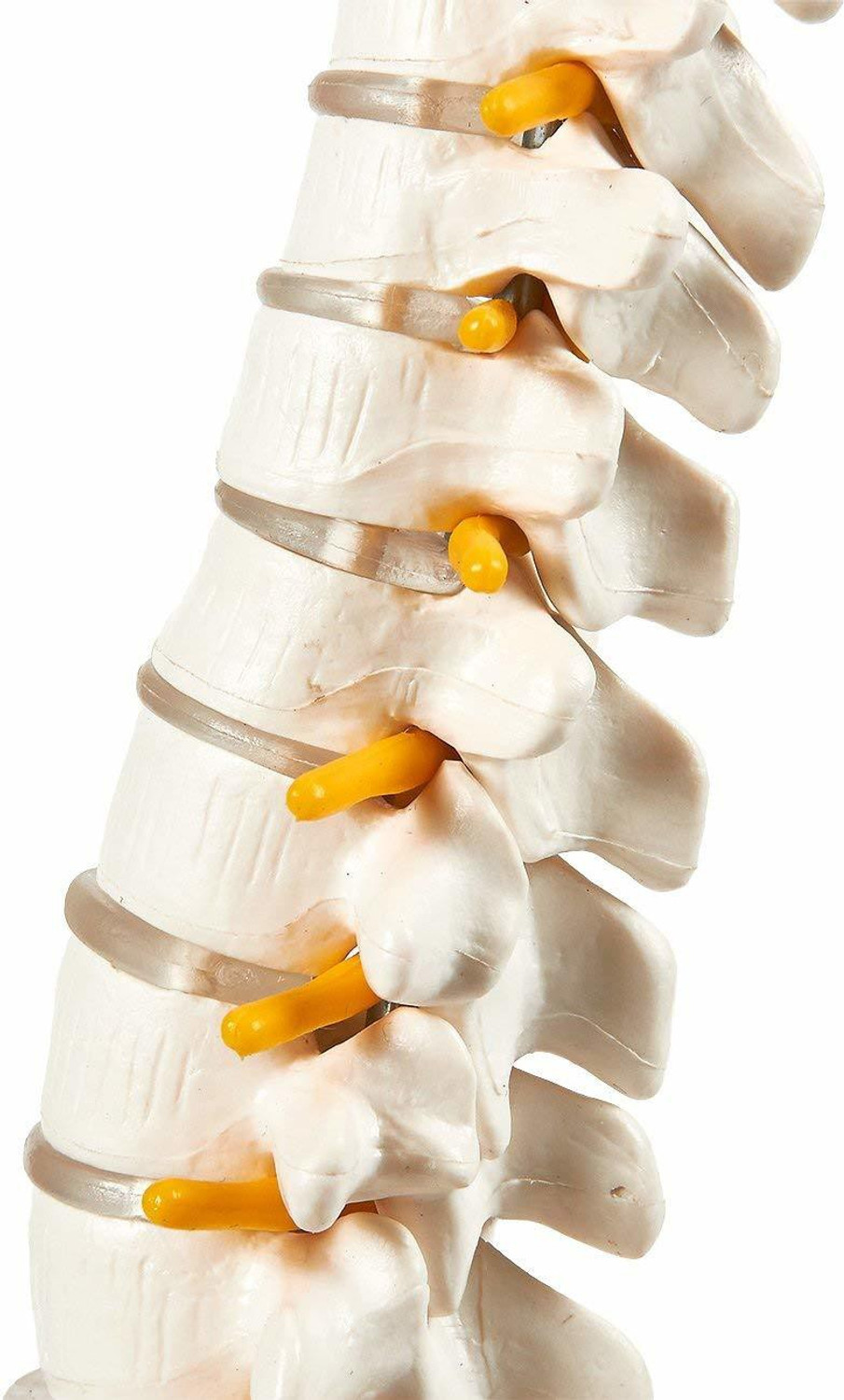 Image of MYASKRO Spine Model for Chiropractor Tall Human Vertebral Column Anatomy,Osteopath21inch Anatomical Body Model