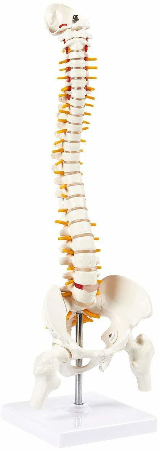 Image of MYASKRO Spine Model for Chiropractor Tall Human Vertebral Column Anatomy,Osteopath21inch Anatomical Body Model