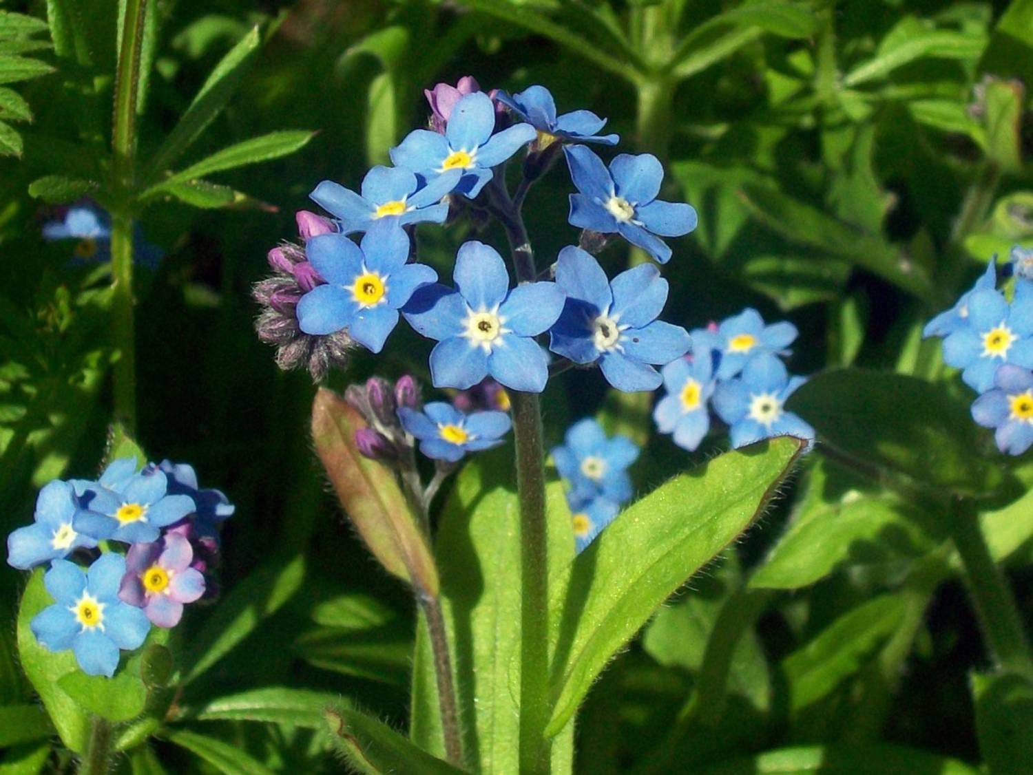 E Garden FORGET-ME-NOT Seed Price in India - Buy E Garden FORGET