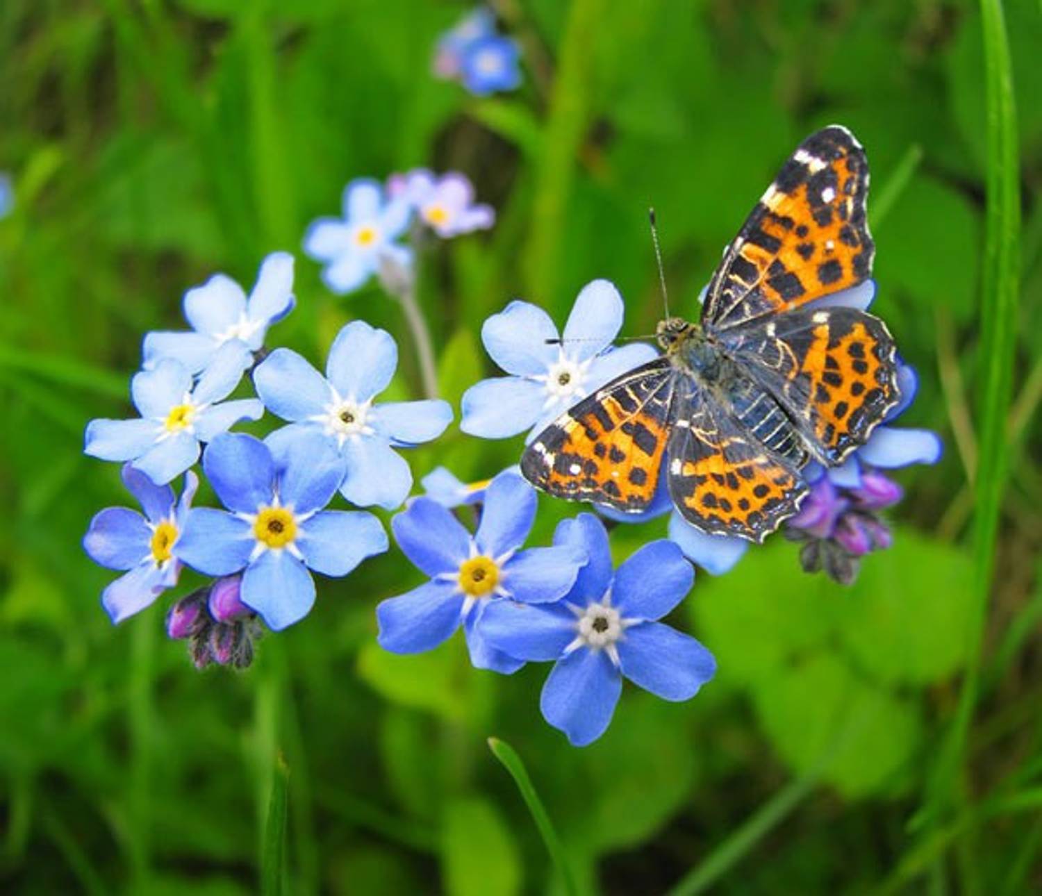 Forget me not～パレット～ p706p5g E Garden FORGET-ME-NOT Seed Price in India - Buy E Garden FORGET