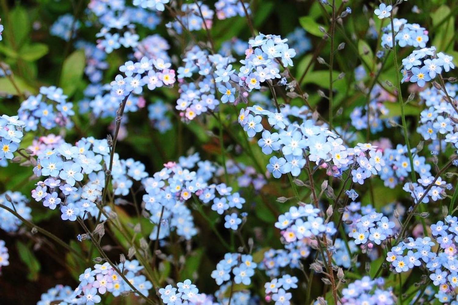 E Garden FORGET-ME-NOT Seed Price in India - Buy E Garden FORGET