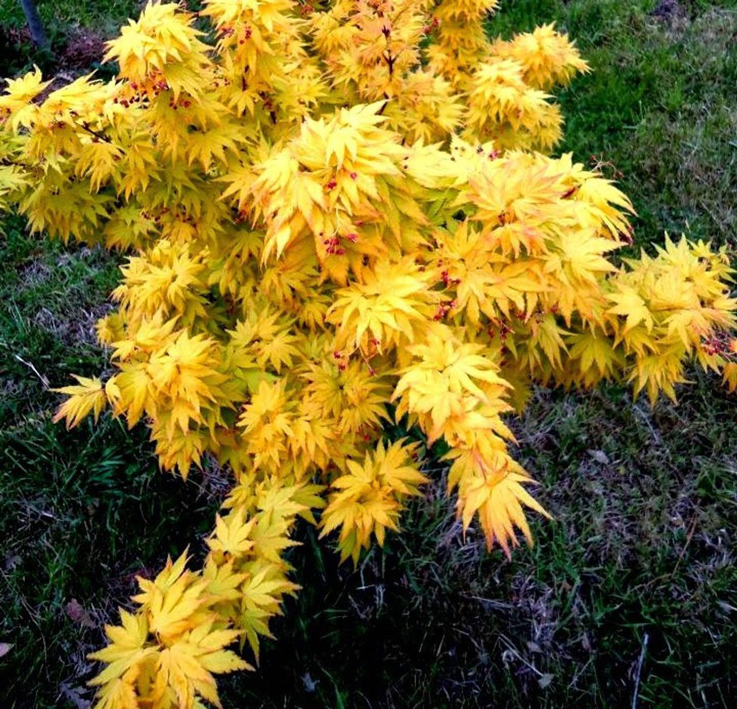 futaba-20-yellow-maple-