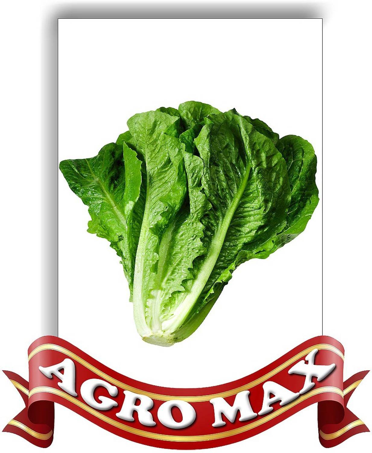 Agro Max LETTUCE Seed