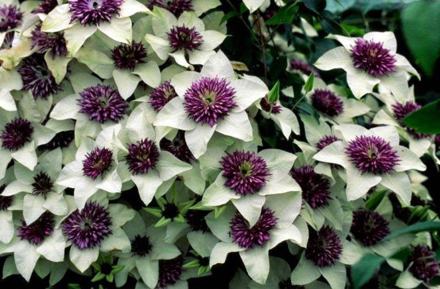 Futaba Bonsai Clematis Hybridas Flowers Seed Price in India - Buy Futaba Bonsai  Clematis Hybridas Flowers Seed online at Flipkart.com