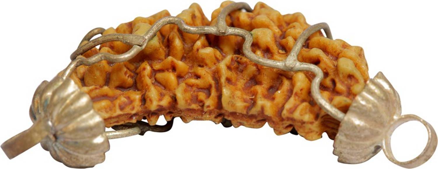 Arghyam (One) Mukhi Rudraksha Decorative Showpiece  -  2.5 cm