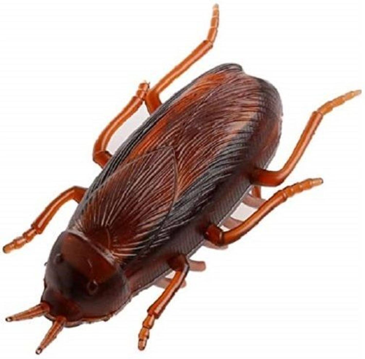 Muren Vibrating Cockroach Bug Prank Toy for Fun Electronic Simulation Insect Crawl - Vibrating Cockroach Bug Prank Toy for Fun Electronic Simulation Insect Crawl . shop for Muren products in India. | Flipkart.com Muren Vibrating Cockroach Bug Prank Toy for Fun Electronic Simulation Insect Crawl - Vibrating Cockroach Bug Prank Toy for Fun Electronic Simulation Insect Crawl . shop for Muren products in India. | Flipkart.com