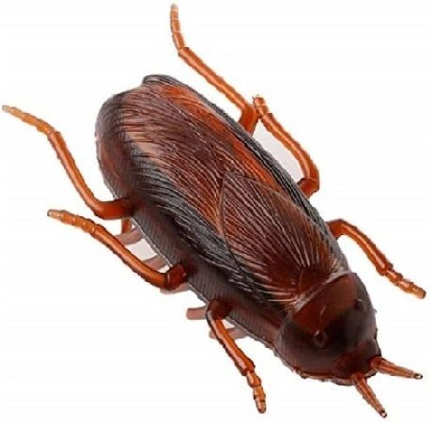 Muren Electronic Cockroach Bug Vibrating Prank Toy for Fun - Simulation  Insect Crawl - Electronic Cockroach Bug Vibrating Prank Toy for Fun -  Simulation Insect Crawl . shop for Muren products in India. | Flipkart.com