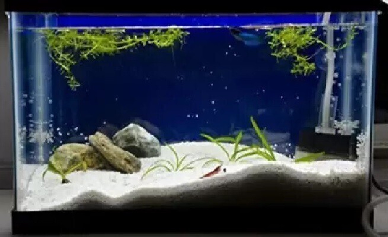 Image of PIKVY PIKVY Natural Aquarium WHITE Sand for Lawn, Garden, Plants, & Aquarium Decor Sand Unplanted Substrate