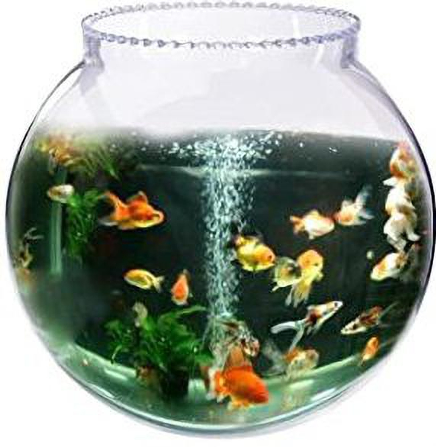 Image of goblet Decorative Round Ends Aquarium Tank