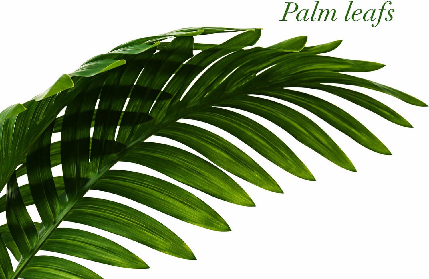 shanol Elegant Artificial Palm Plant in White Ceramic Pot - Image 4
