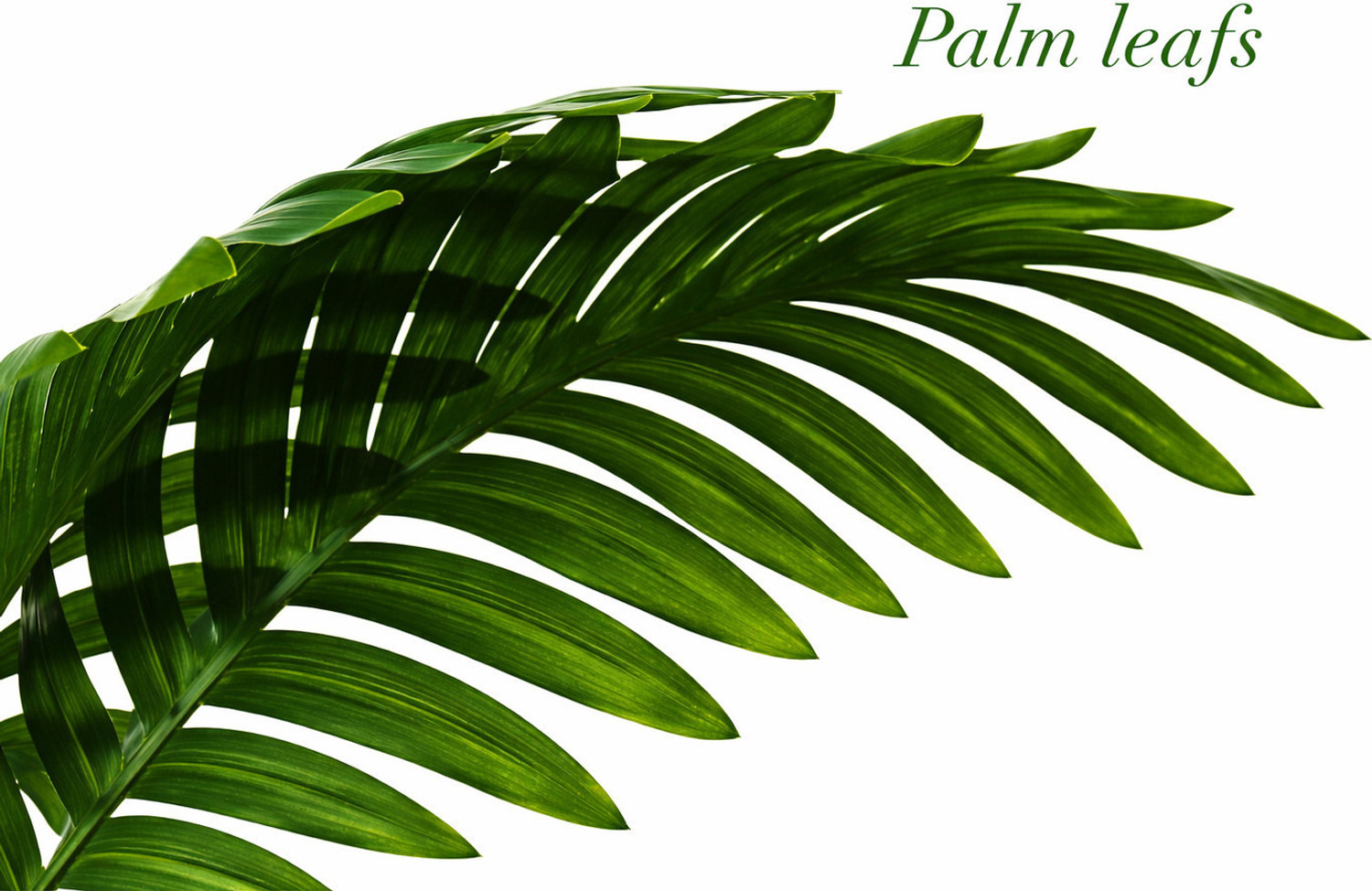 Image of Anbia 12 Leaves Artificial Palm Plant with White Pot Bonsai Artificial Plant with Pot
