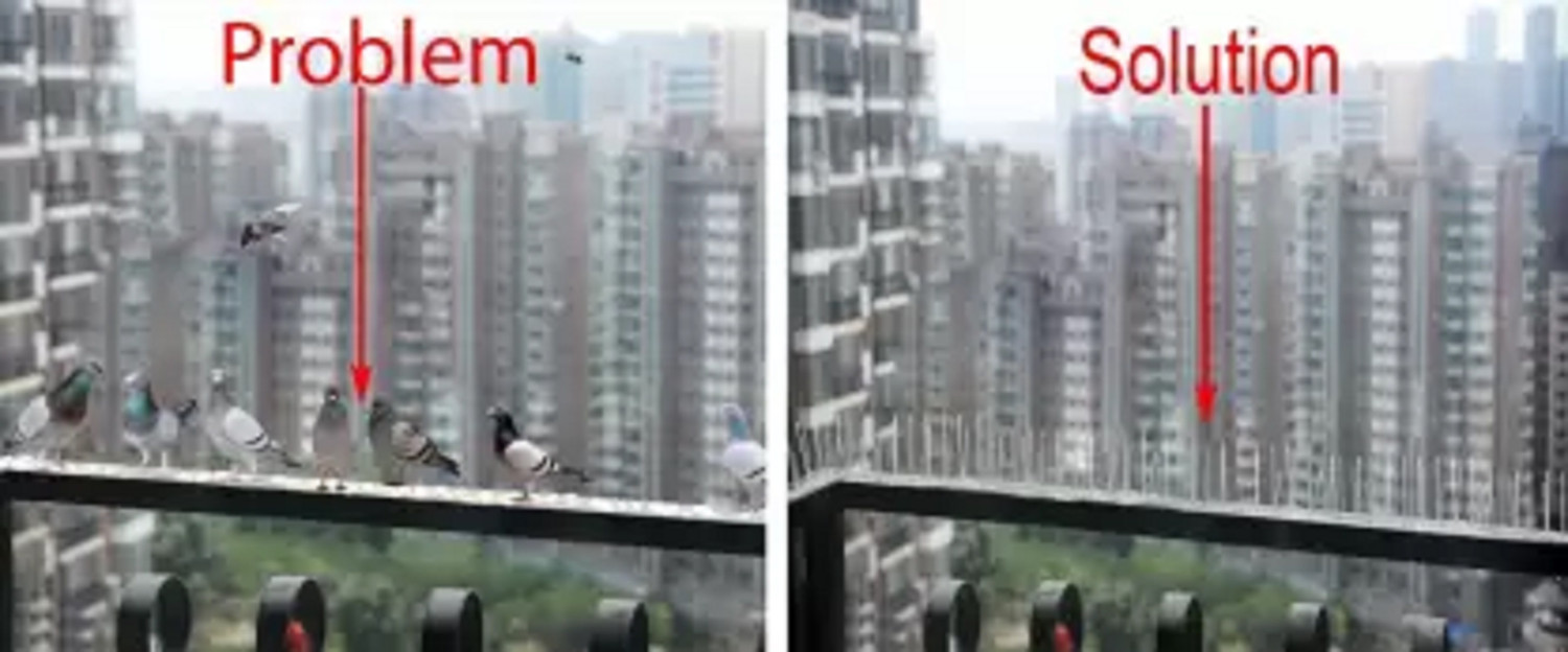 Image of STARHUB Bird Spike