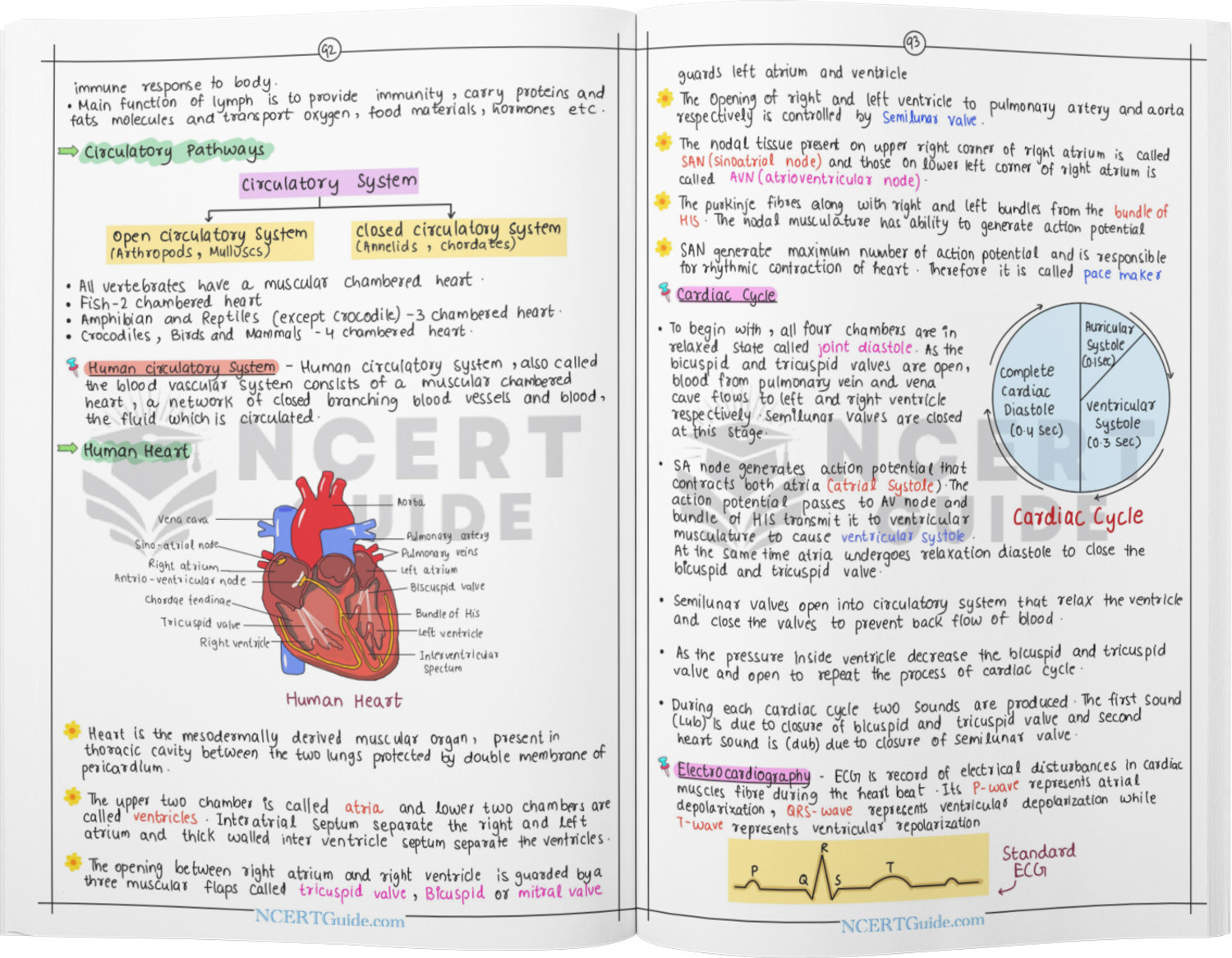 Image of NEET Biology Short Notes | Handwritten & Colorful | Quick Revision Book - NCERT Based NEET Biology Chapter-wise Notes with Diagrams, Flowcharts & Key Concepts for Fast Revision