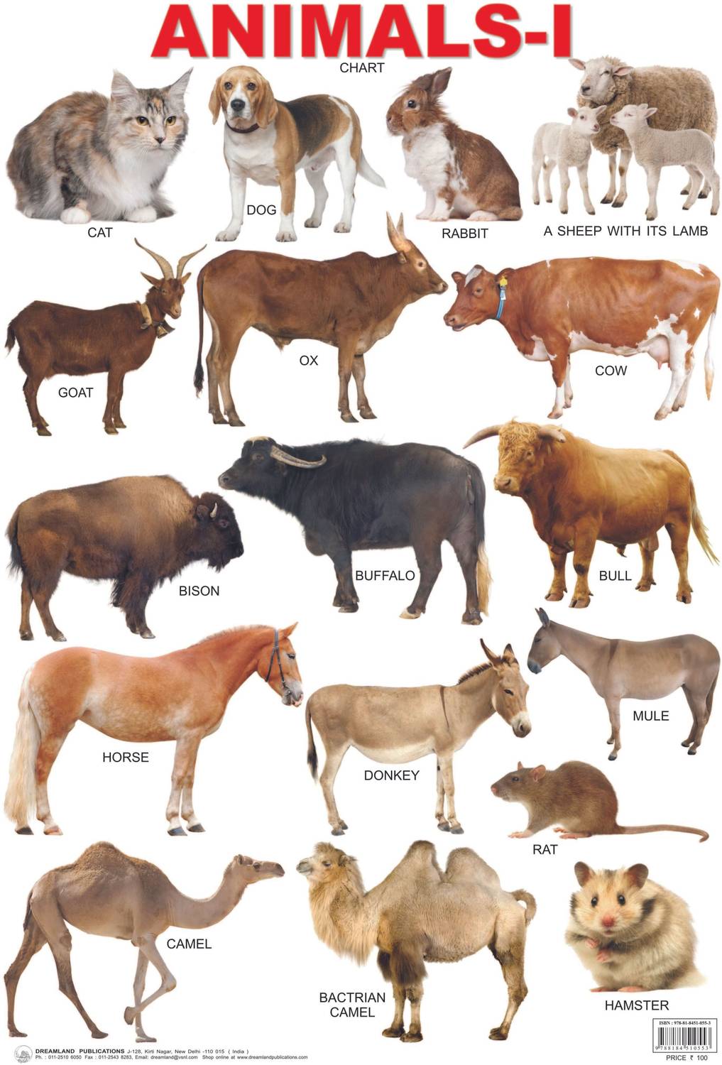 Animals: Book 1 - Educational Wall Chart for Kids Age 3–5 | Double-Sided Hard Laminated Wildlife Learning Poster (48 x 73 cm) | Colourful, Durable & Tear-Resistant Chart for Home and Classroom | Part 1