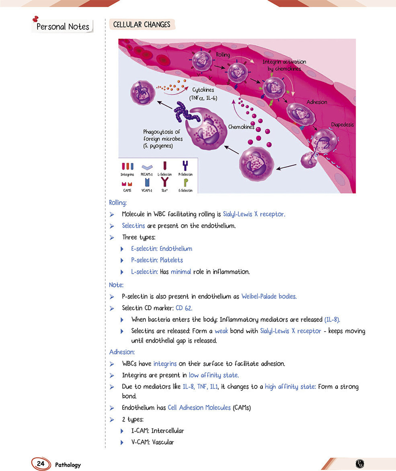 Image of PW MedEd 3.0 MBBS 2nd Prof Year Notes | Microbiology, Pathology, Pharmacology Combo