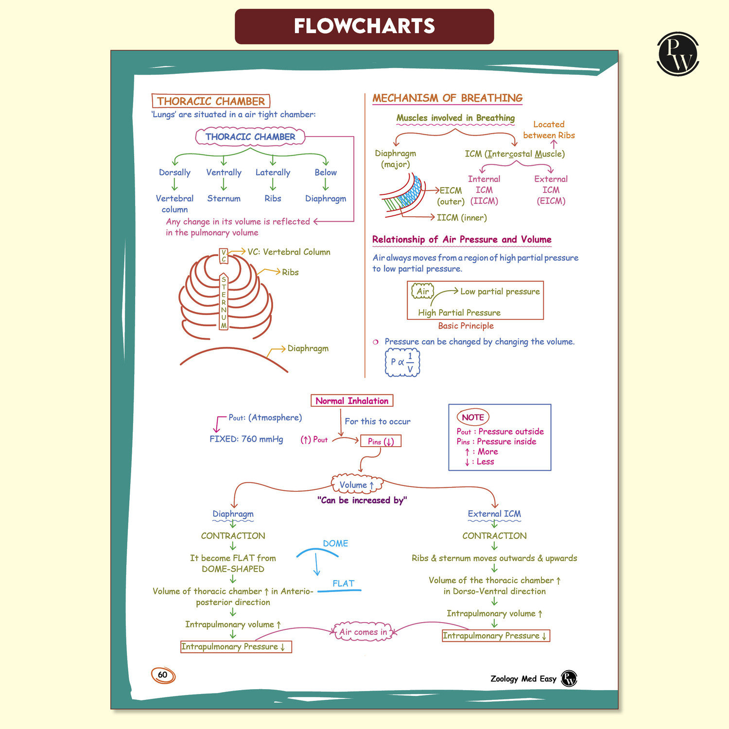 Image of Pw Zoology Med Easy 2.0 for Neet and Board Exams 2025-26 | Flowcharts, Schematic Diagrams l Samapti Sinha Mahapatra Handwritten Notes Samapti Sinha Mahapatra