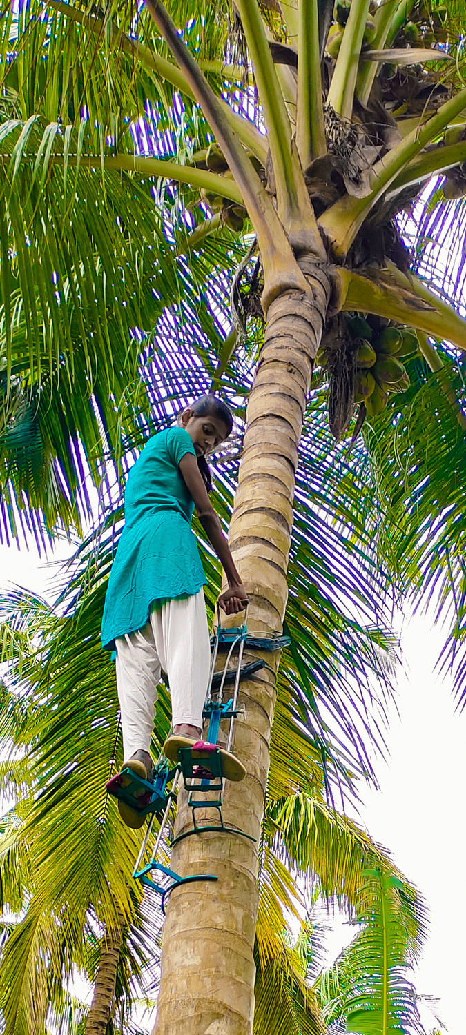 Image of SARA Heavy duty Coconut and Palmyra Tree Climbing Tool Safety Harness