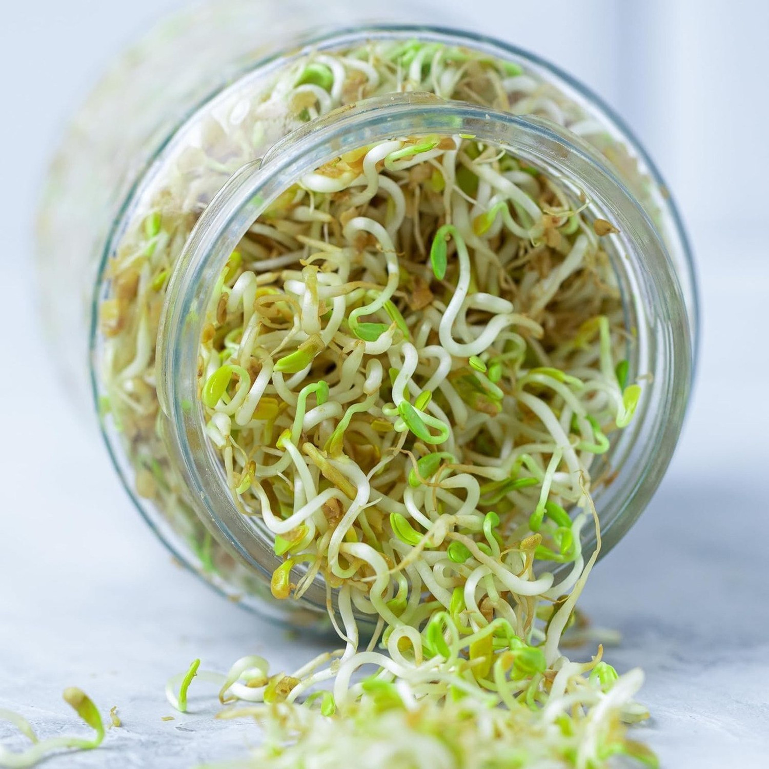 Image of NIRALUX IMPEX Glass Sprout Maker - 1000 ml